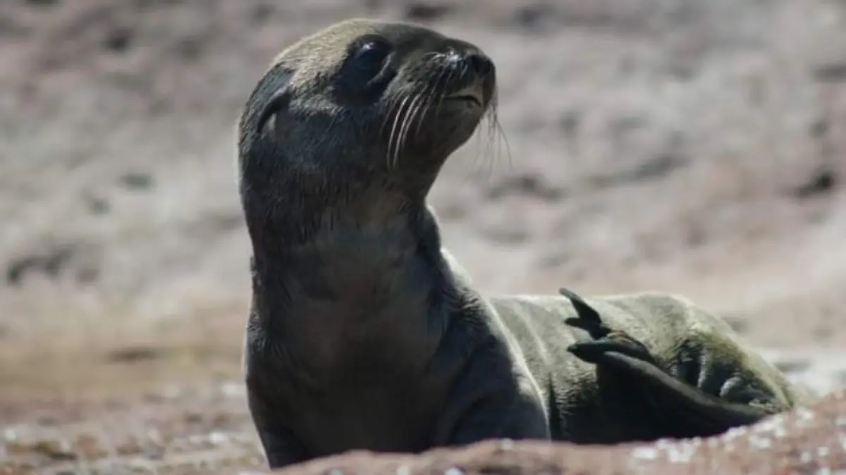 Grupo voluntario rescata lobos marinos de BCS 